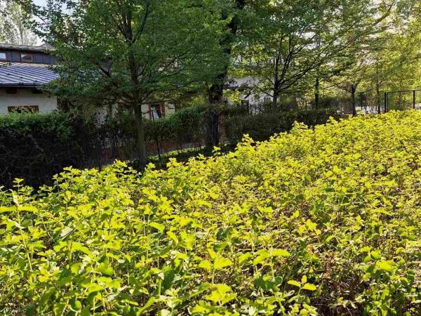 Duna Garden Hotel : photo 9 de la chambre chambre double standard