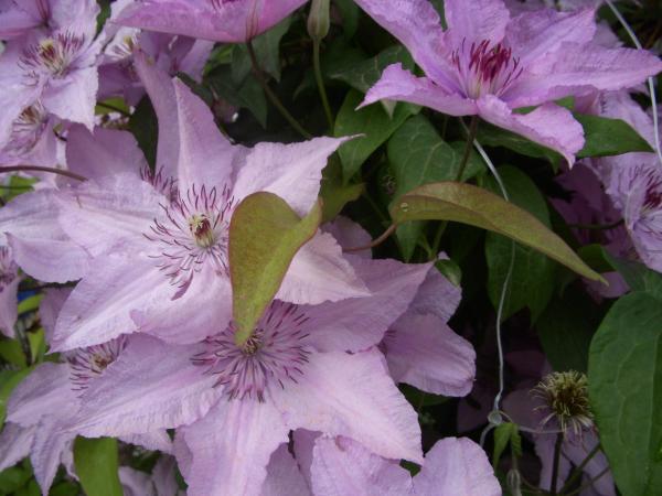 AntikGarden 39 Vendégház : photo 7 de la chambre chambre double avec salle de bains privative