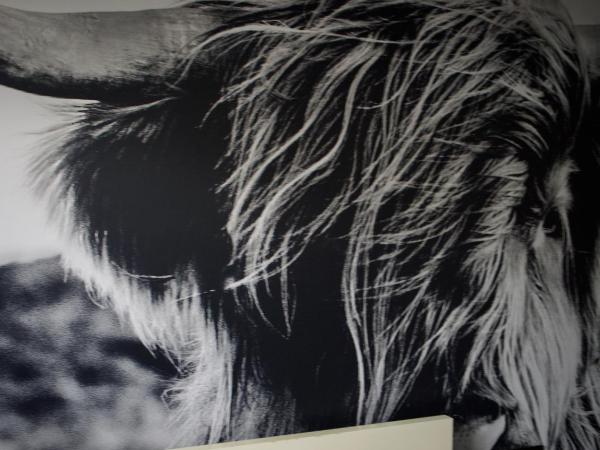 CitySurfer44 : photo 5 de la chambre no. 25 - highland cow