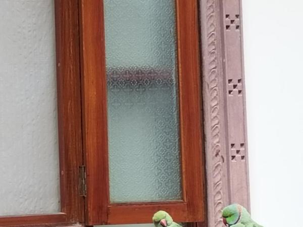 Rigmor haveli : photo 4 de la chambre chambre double deluxe