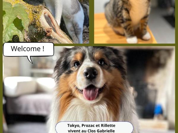 Le Clos Gabrielle : photo 1 de la chambre chambre double - vue sur piscine