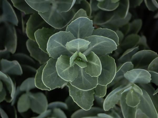 Résidence Hôtelière les Acanthes : photo 4 de la chambre studio (2 adultes + 1 enfant)