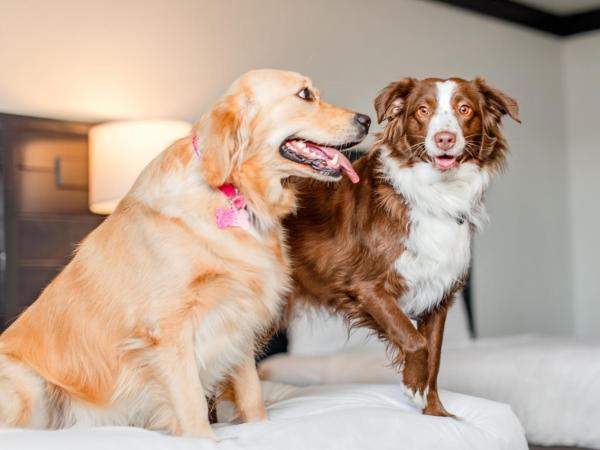 OYO Hotel and Casino Las Vegas : photo 1 de la chambre standard one king pet friendly