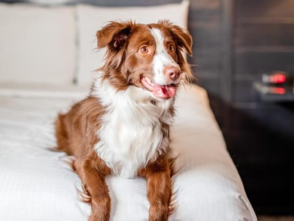 OYO Hotel and Casino Las Vegas : photo 2 de la chambre standard one king pet friendly