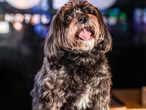 OYO Hotel and Casino Las Vegas : photo 3 de la chambre standard one king pet friendly