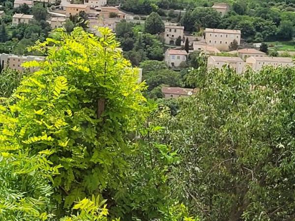Le jardin des oliviers : photo 6 de la chambre chambre double avec salle de bains privative