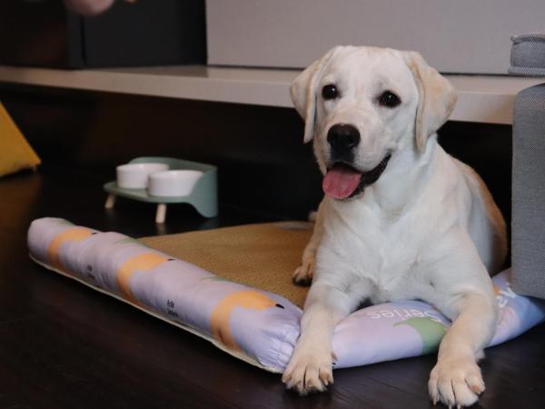 Kimpton Bamboo Grove Suzhou, an IHG Hotel : photo 3 de la chambre 1 king essential outdoor living area pet friendly