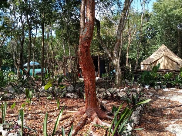 Cozumel Glamping : photo 3 de la chambre tente