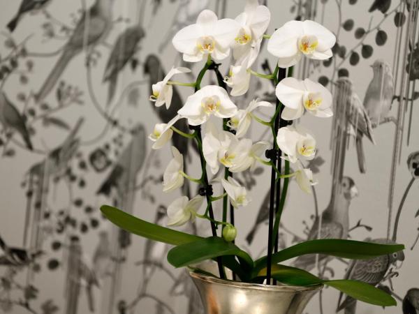 Kastens Hotel Luisenhof : photo 5 de la chambre suite