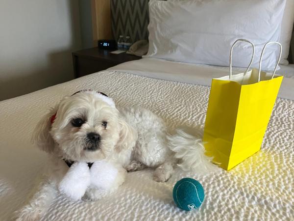 Holiday Inn Orlando International Airport, an IHG Hotel : photo 2 de la chambre standard king room with sofa bed - pet friendly