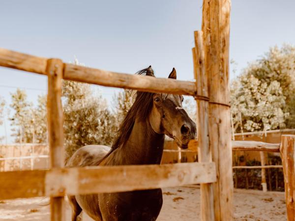 Aarabian lodge : photo 1 de la chambre chambre familiale