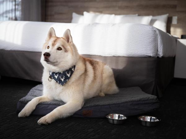 Elk + Avenue Hotel : photo 4 de la chambre chambre lit queen-size standard avec 2 lits queen-size - animaux domestiques acceptés