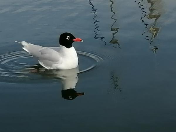 70's Tiny Boat : photo 7 de la chambre mobile home