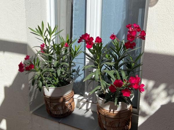 Stella Maris : photo 4 de la chambre studio triple standard