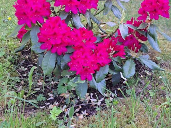 Pension Villa Hany : photo 1 de la chambre chambre double avec terrasse