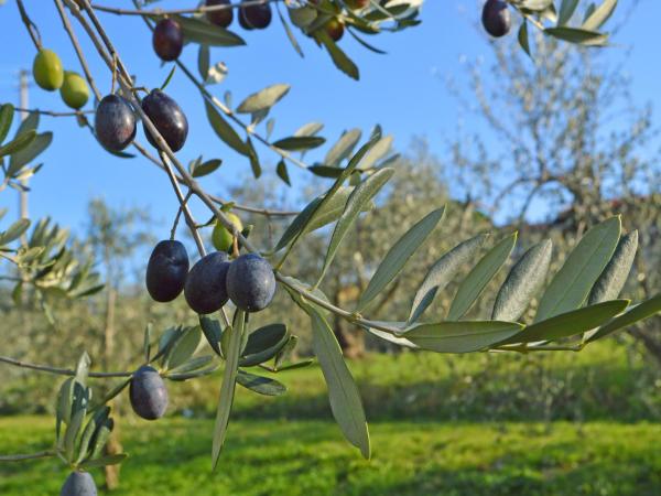 Armonie di Villa Incontri B&B : photo 10 de la chambre studio