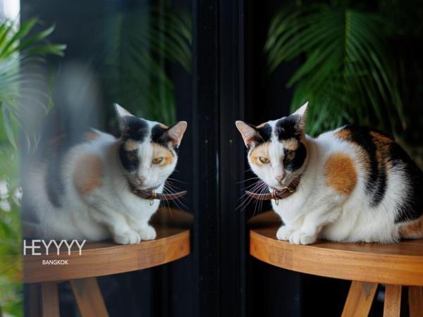 Heyyyy Bangkok : photo 5 de la chambre lit dans dortoir mixte de 8 lits