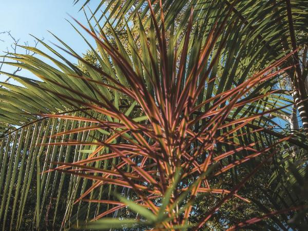 Garden Burees : photo 8 de la chambre dragonfly rest