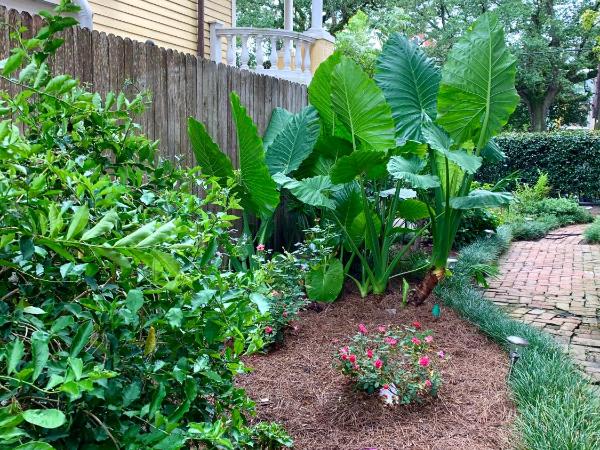 French Quarter Lanaux Mansion Bed and Breakfast : photo 10 de la chambre chambre lit king-size deluxe