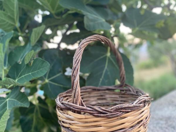 Villa Vittoria : photo 4 de la chambre appartement avec douche