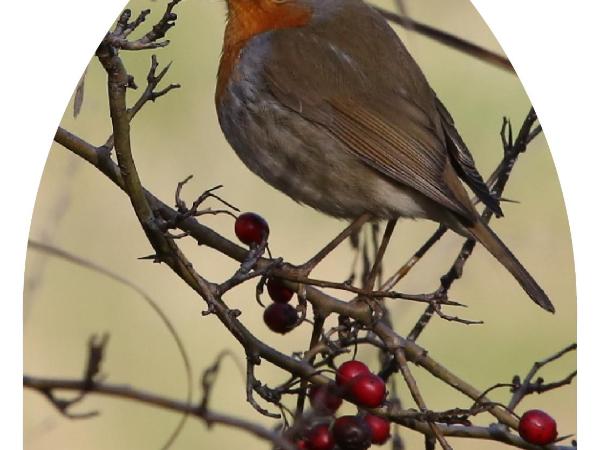 Casa Buri : photo 3 de la chambre chambre lits jumeaux - vue sur jardin
