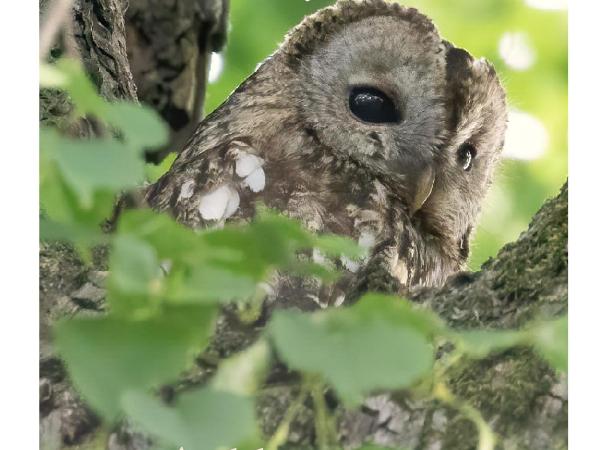 Casa Buri : photo 8 de la chambre chambre triple - vue sur jardin