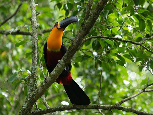CABANAS DO SINO, onde Amor, Requinte e Natureza convivem : photo 9 de la chambre suite deluxe