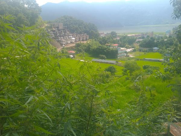 GAUTAM GARDEN GUEST HOUSE : photo 6 de la chambre chambre deluxe double ou lits jumeaux