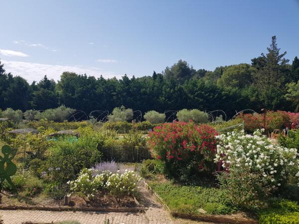 MAS DES FIGUES - Mas XVIII siècle - Piscine - très calme - Alpilles Saint Rémy de Provence - brunch méditerranéen salé sucré cuisine faite maison - ferme auberge agritourisme - Biologique FRBio potager bio huile d'olive bio jardin roseraie Biodiversité - : photo 5 de la chambre suite - vue sur piscine