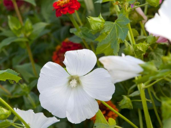 Hôtel Mac Bed : photo 6 de la chambre chambre triple avec 1 lit double et 1 lit simple