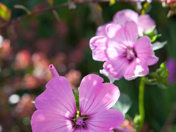 Hôtel Mac Bed : photo 5 de la chambre chambre double
