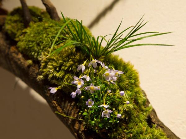 Sheena To Ippei : photo 5 de la chambre chambre simple de style japonais