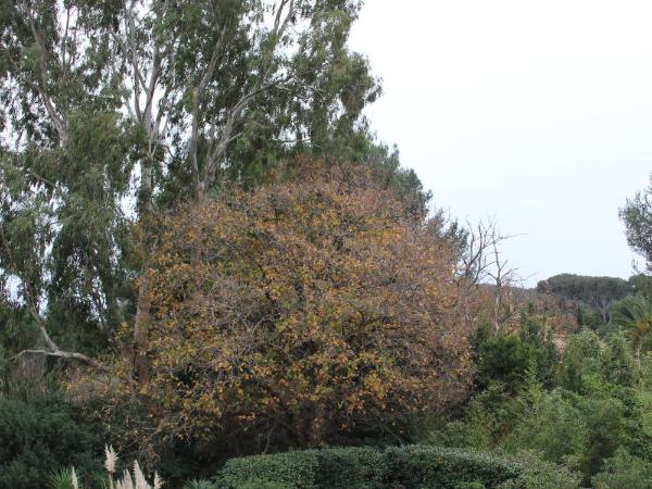 La Bastide du Bouchou : photo 7 de la chambre chambre double deluxe avec balcon