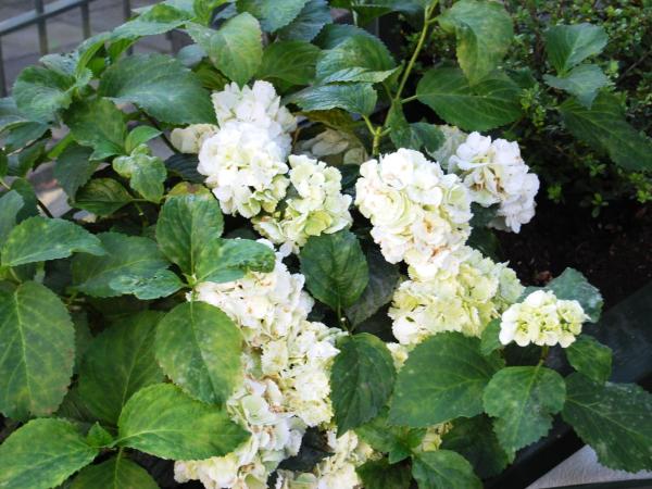 Owl Hotel : photo 2 de la chambre chambre triple