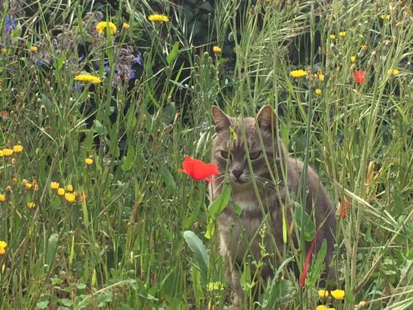 Le Logis : photo 10 de la chambre grande chambre double 
