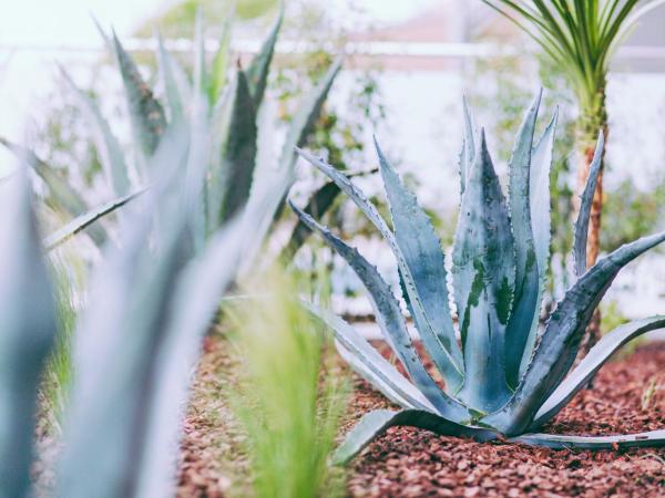 Hôtel & Spa Villa Seren : photo 4 de la chambre chambre double - vue sur jardin
