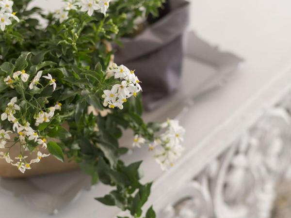 Laguna724 : photo 8 de la chambre chambre double