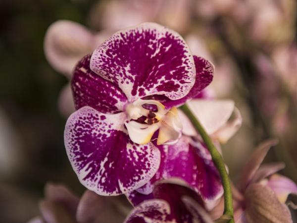 La Terrazza Sul Campo-Rooms Only : photo 8 de la chambre petite chambre double