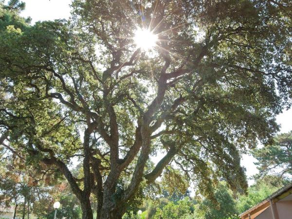 Hotel Club Marina Viva : photo 4 de la chambre chambre simple supérieure