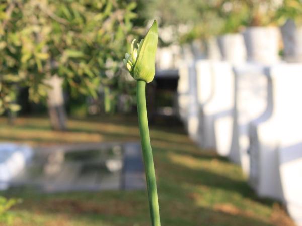 Agapanto Luxury Accommodation : photo 5 de la chambre appartement de luxe 3 chambres - vue sur mer