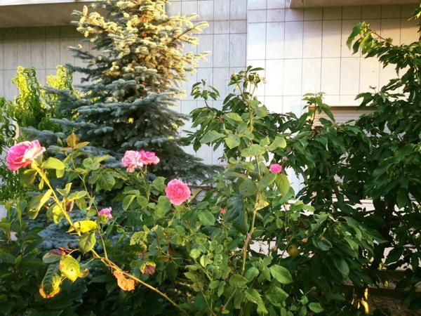 Buon Vento : photo 9 de la chambre appartement deluxe