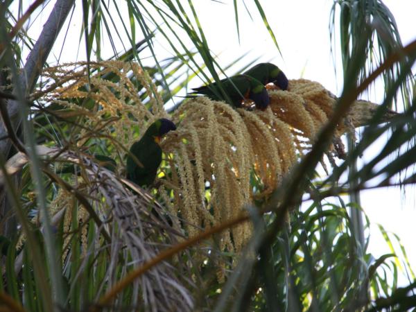 Paperbark Bed & Breakfast : photo 3 de la chambre chambre lit queen-size deluxe