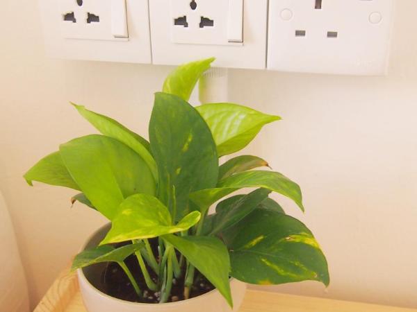 The Gatherings Place : photo 7 de la chambre chambre quadruple standard