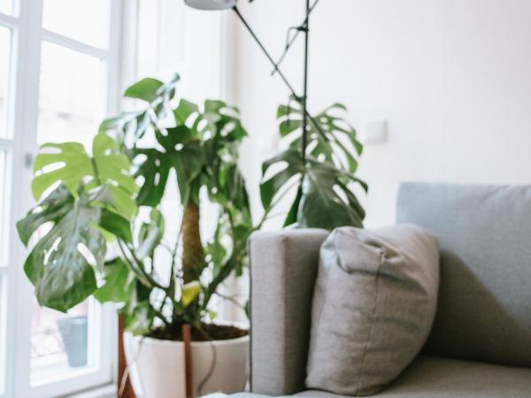 Myo Design House : photo 9 de la chambre suite supérieure