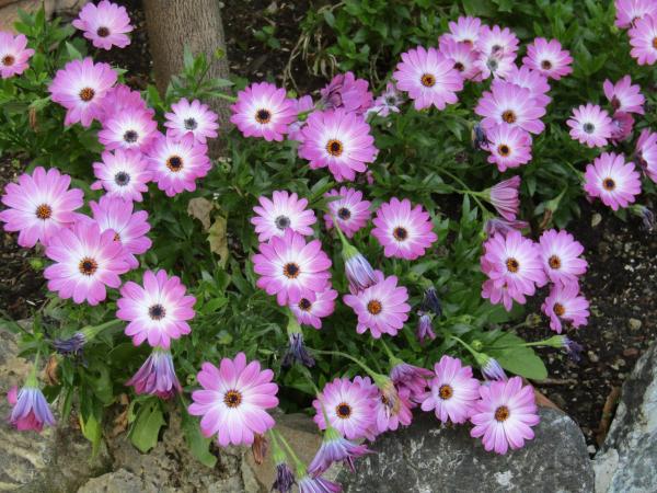 Glam Resort Villa Maria Luigia : photo 9 de la chambre chambre lit queen-size - vue sur jardin