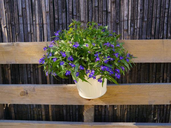 Lone Star House : photo 7 de la chambre chambre double avec terrasse-jardin 