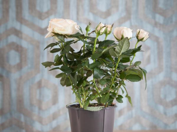 Hotel Chabrol Opera : photo 7 de la chambre chambre familiale