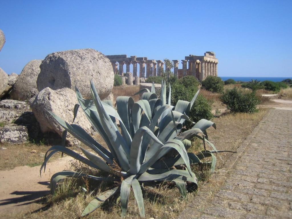 Une usine succulente assise à côté d'une route dans l'établissement Hotel Alceste, à Marinella di Selinunte 9 autres photos