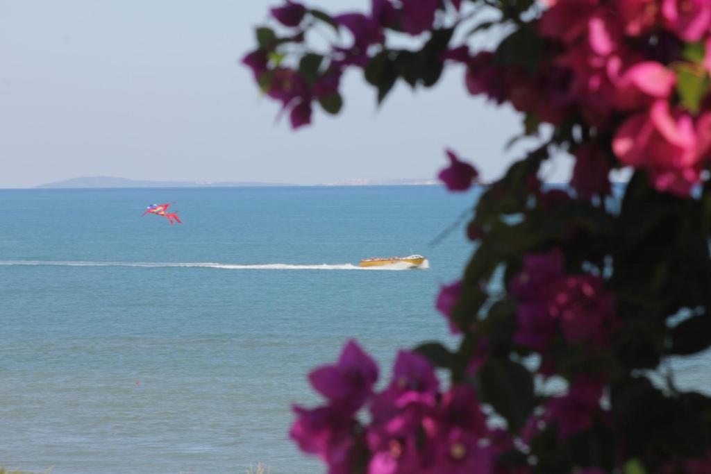 un oiseau survolant l'océan avec un bateau dans l'établissement Albergo 2 Pini, à Rodi Garganico
