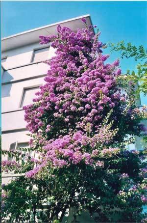 un arbre aux fleurs violettes sur le côté d'un bâtiment dans l'établissement Hotel Rigobello, à Riccione